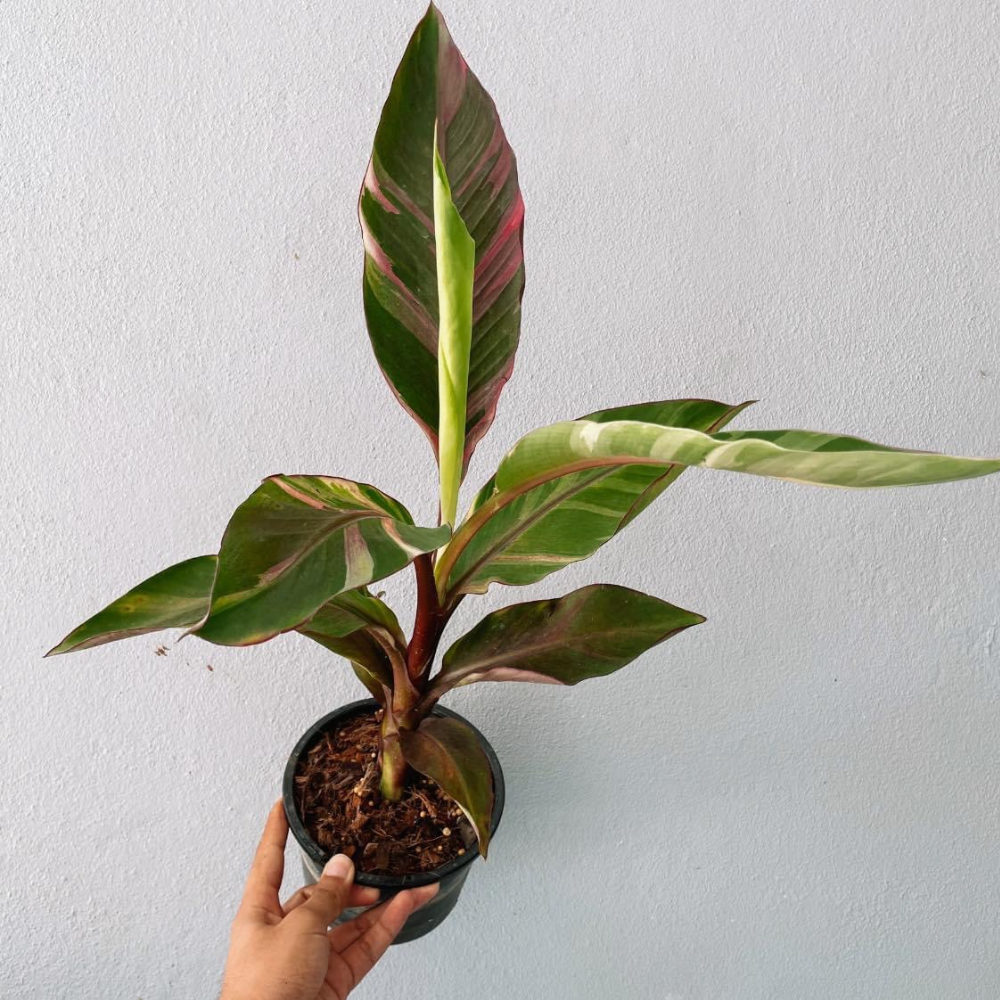 Musa Banana and Nano Banana Plant