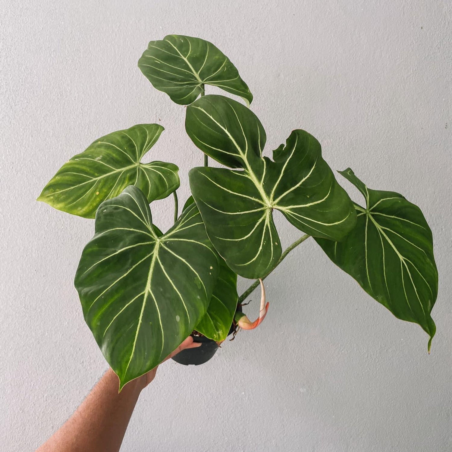 Philodendron Gloriosum Plant With POT