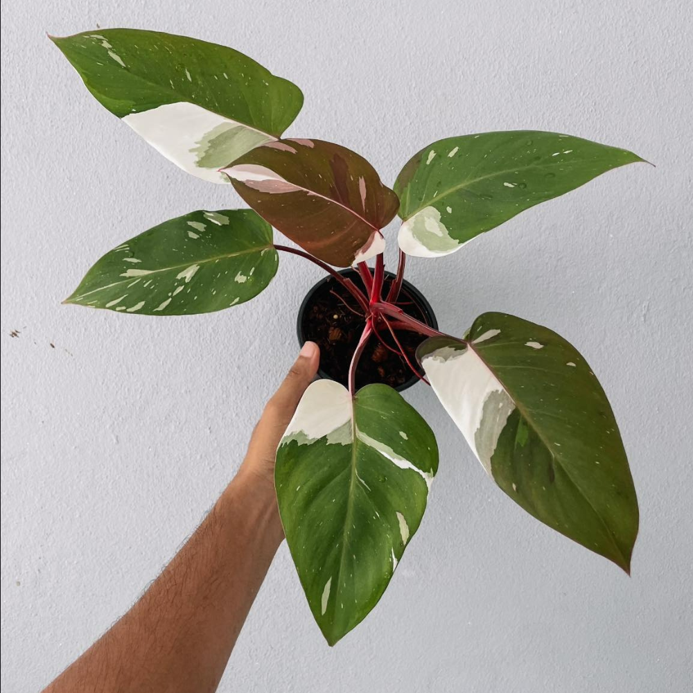 Philodendron White Princess Plant