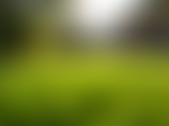 The Top Two Instant Lawn Varieties for Adelaide: Why Sir Walter Buffalo and Kikuyu Stand Out