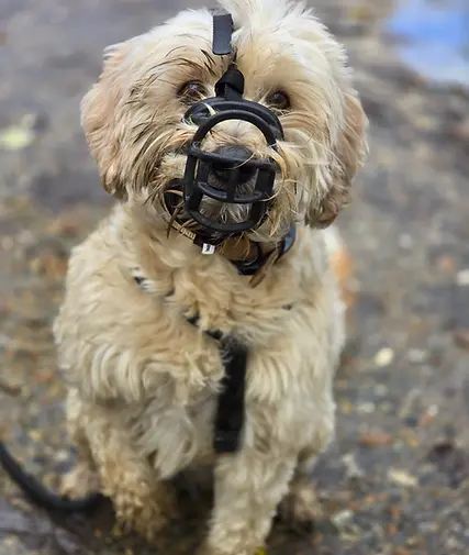 Caramel, chien participant aux Réactifs Anonymes, balade encadrée pour chiens réactifs