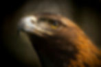 ree