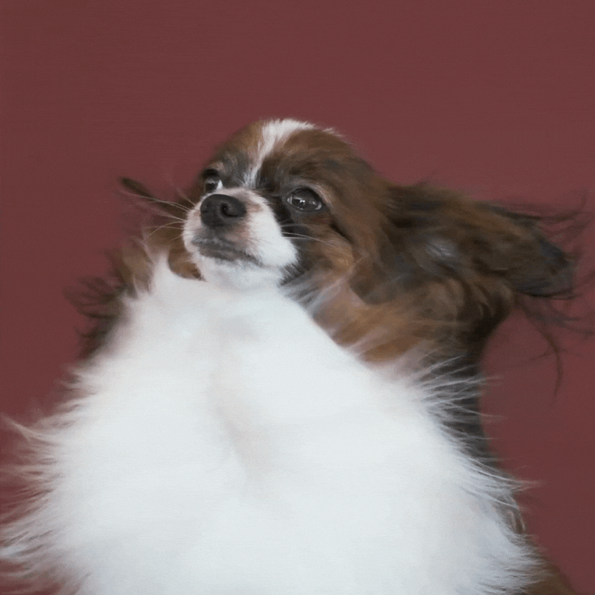 We provide a full suite of spa and grooming services, ensuring personalized care for your pet.