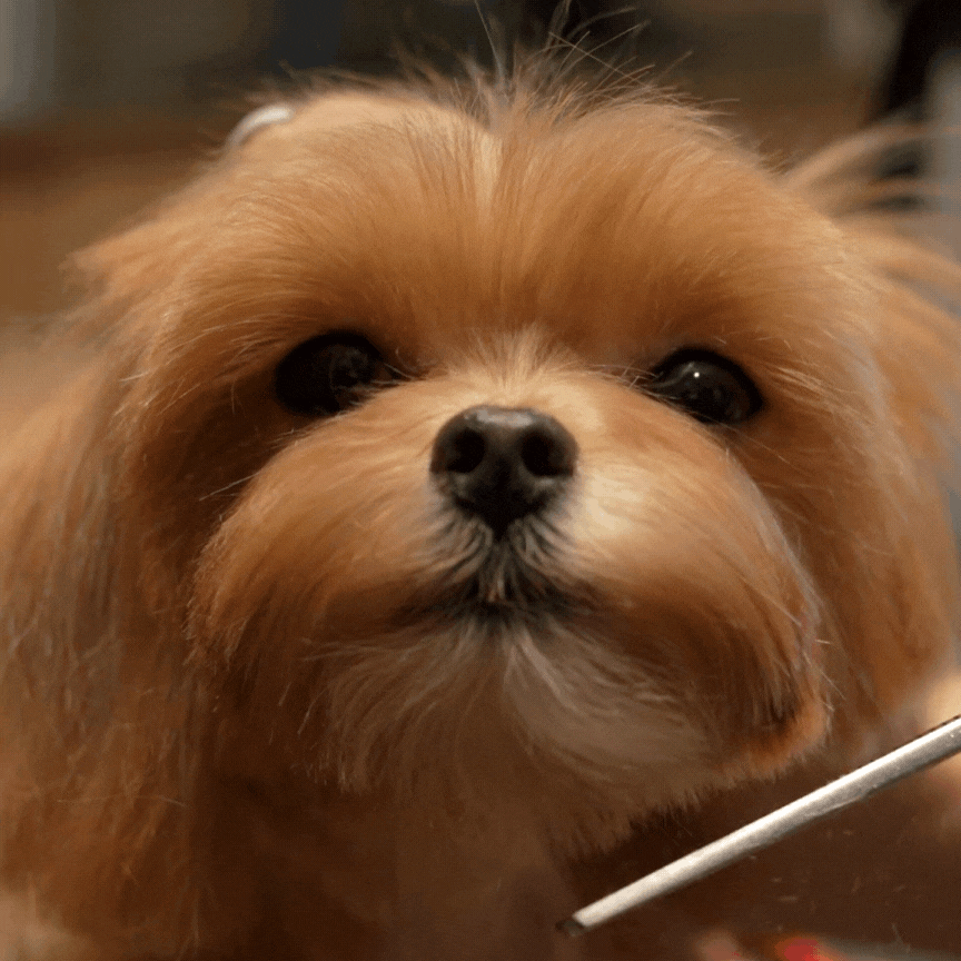 Luxury dog grooming in NYC with Asian-style grooming