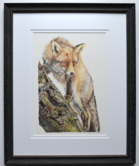 Thumbnail: 'A fox eye view ...'