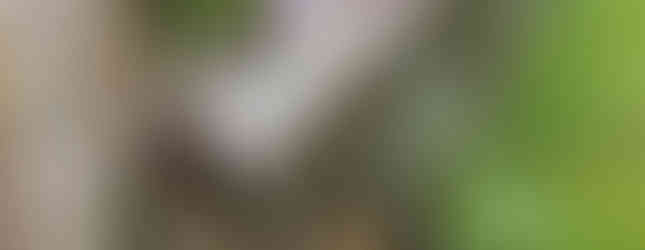 Noslēgusies 2024.gada aizraujošā pop-up izstāžu sezona kanvas gleznas Gita Memmēna