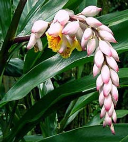 alpinia-zerumbet.jpg