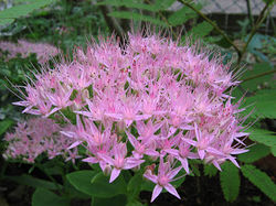 Sedum_spectabile.jpg