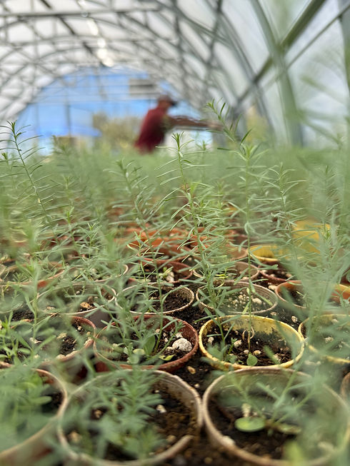 greenhouse.jpg