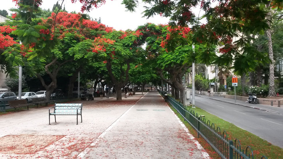 Rothschild Blvd