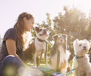 Dog Walker at the Park