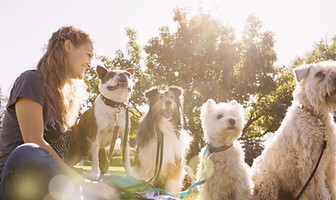 公園で犬ウォーカー