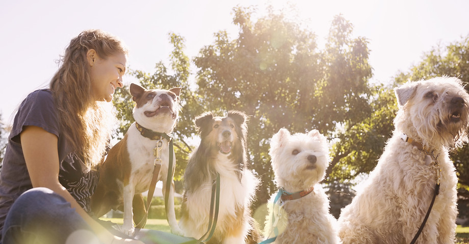 Dog Walker at the Park
