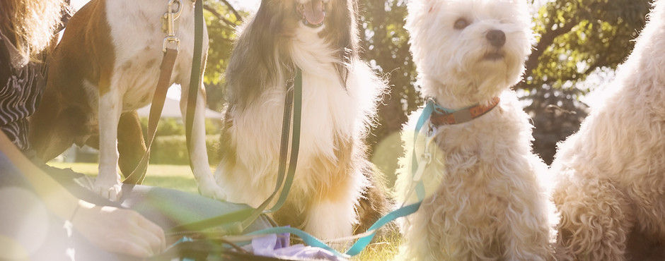 Dog Walker at the Park