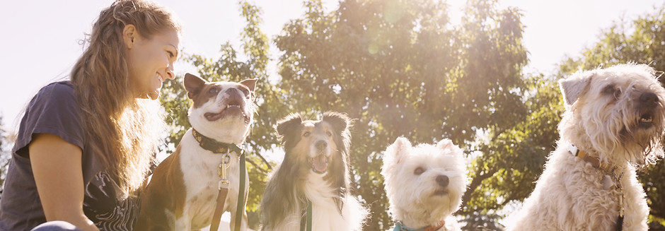 Dog Walker at the Park