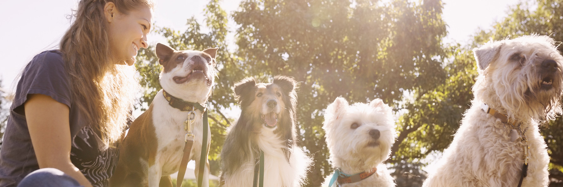 Dog Walker at the Park