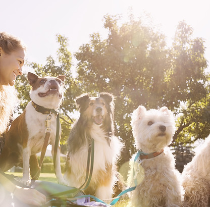 Dog Walker at the Park