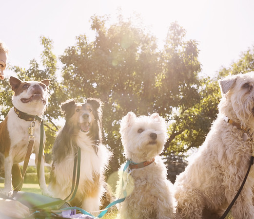 Dog Walker at the Park