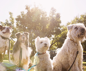 Dog Walker at the Park