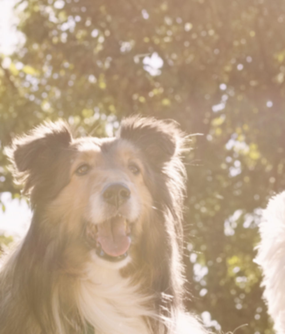 Dog Walker au Parc