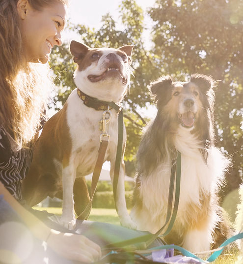 modern dog behaviourist in Leeds - Cookridge Canine Care