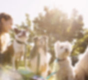 Dog Walker at the Park
