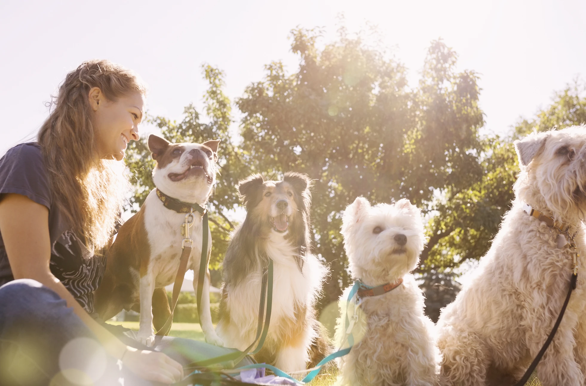 Vaccinations Services Petmobile