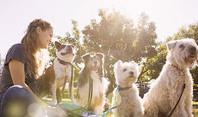 Dog Walker at the Park