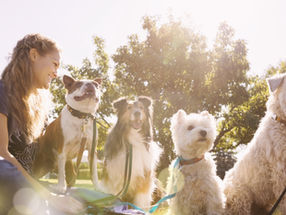 Dog Socialization