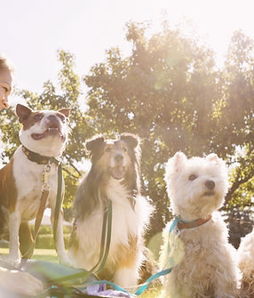 Dog Walker at the Park