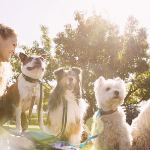 Coffee at the Dog Park(250 word-revised-genre:rom-com/action:grinding coffee beans/word:tense)