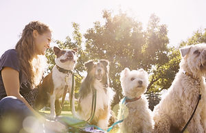 Dog Walker im Park