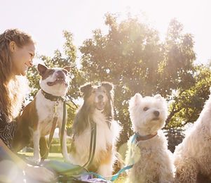 Dog Walker at the Park