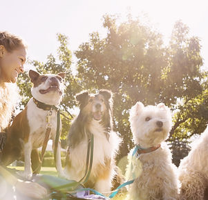 Dog Walker at the Park