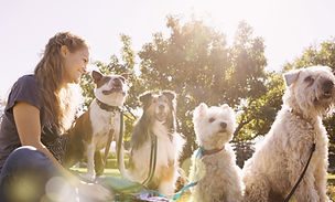 Dog Walker at the Park