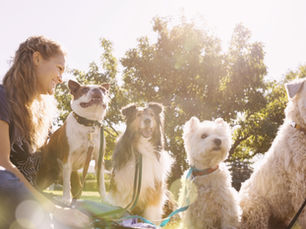 Exploring the World of Doggy Day Care: What is it?