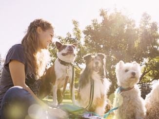 Pet Insurance