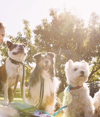 Dog Walker at the Park