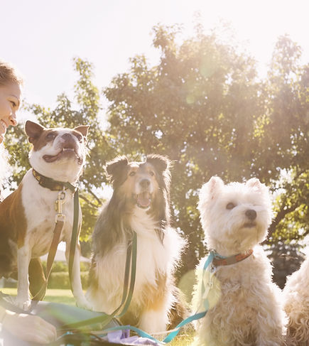 Dog Walker no Parque