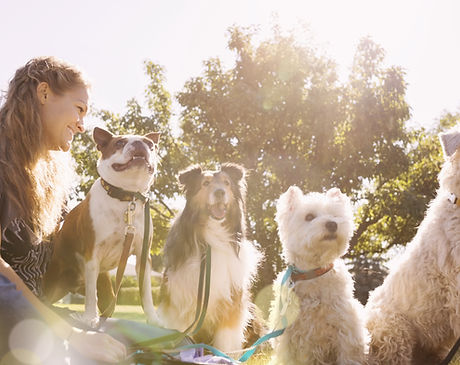 Dog Walker at the Park