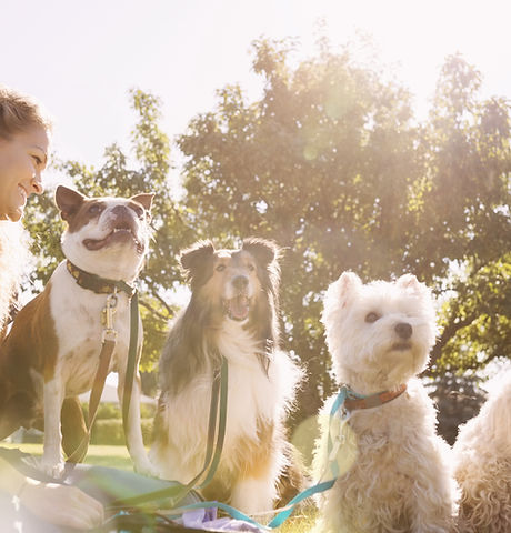Dog Walker at the Park