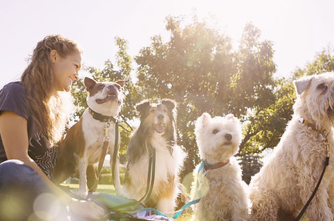 Dog Walker at the Park