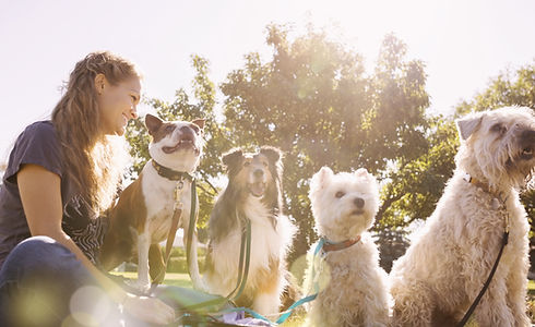 Dog Walker at the Park