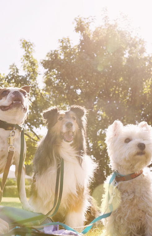 Dog Walker at the Park