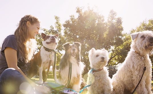 Dog Walker at the Park