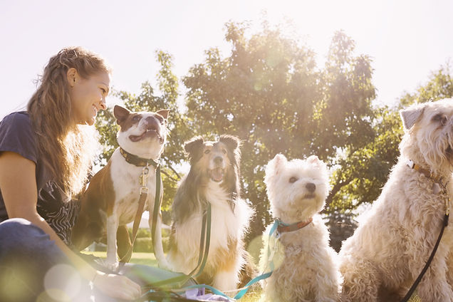 Dogs with Dog Walker