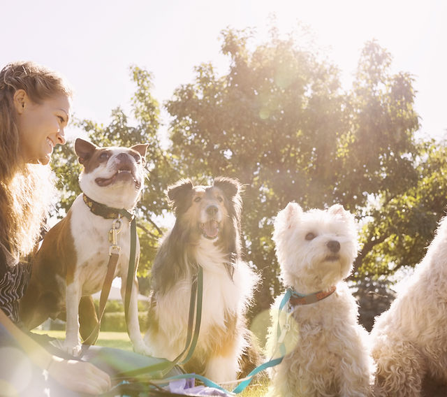 Grateful dog walkers discount