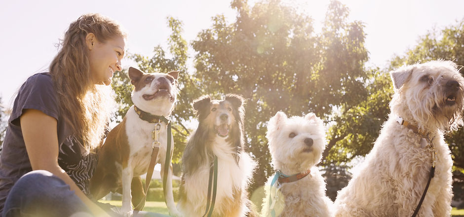 Dog Walker at the Park