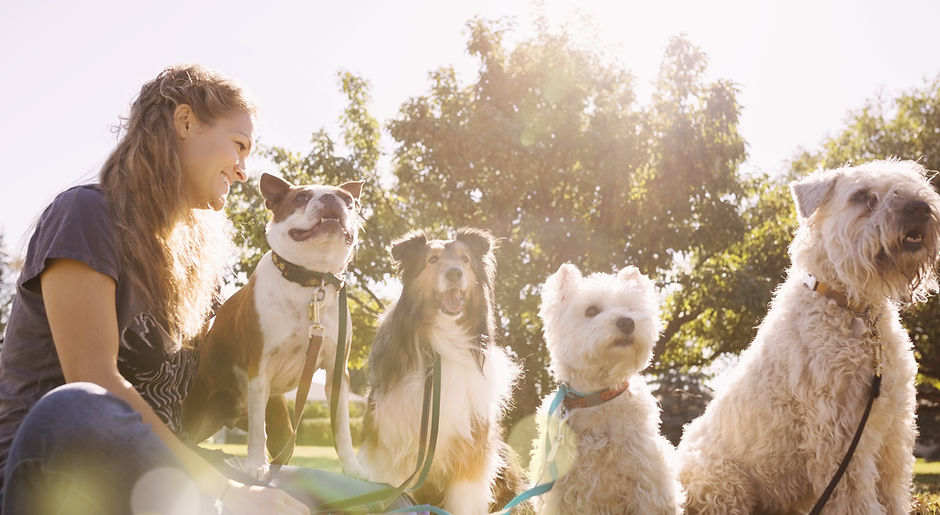 Dog Walker at the Park