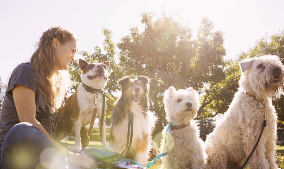 Dog Walker at the Park